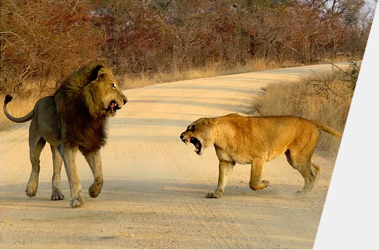 Discover Kruger About1 grey new