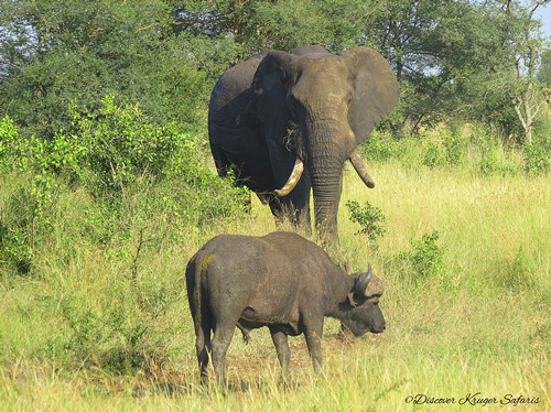 Discover Kruger Safari1