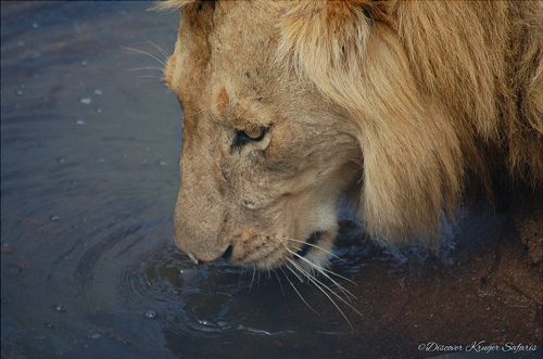 Discover Kruger Safari2