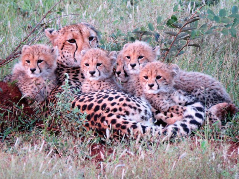 img-9184-3-jpg-supermom-cheetah-large422F6136-F1D7-C7B1-A615-6FC57343B20D.jpg